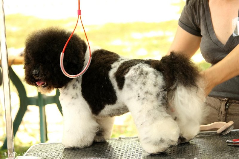 2012-07-01 B & B - Bedlington & Bichon Fun Day (26)_1500x1000.jpg